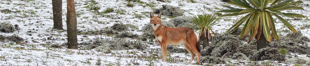 wolf in snow